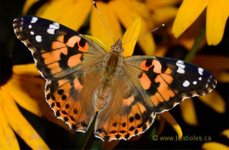 Photo de vanesse du chardon (Vanessa cardui)