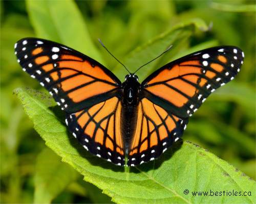 Photo d'un vice-roi (Limenitis archippus)