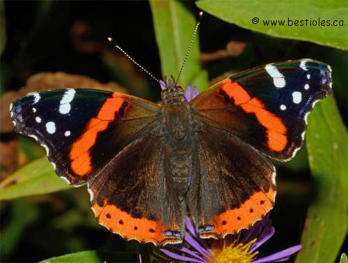 Photo d'un vulcain (Vanessa atalanta)