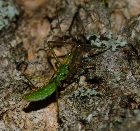 Photo d'une nymphe de r�duve (zelus luridus)