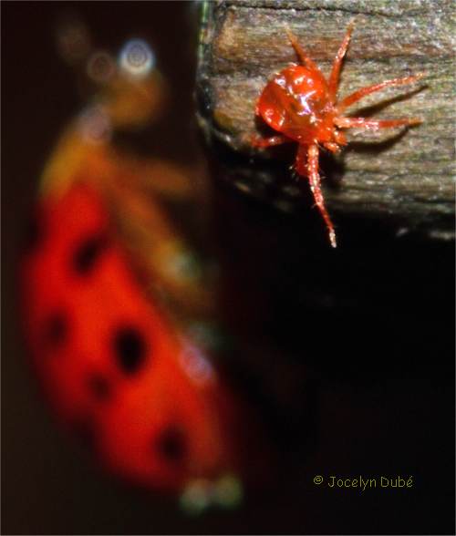 Photo d'un Anystid�s (Anystidae)