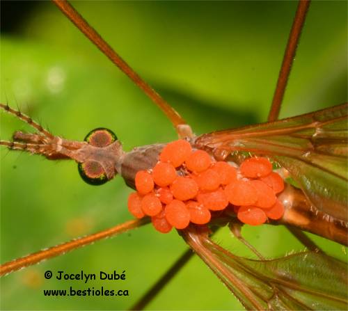 Calyptostomatidés qui parasitent une tipule