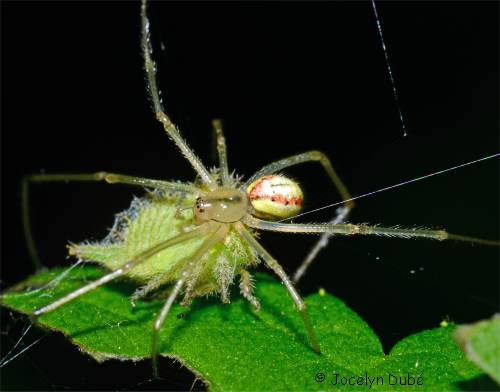 Photo d'enoplognatha ovata avec une proie