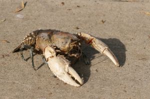 Photo d'un homard