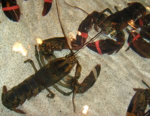 Photo de homards