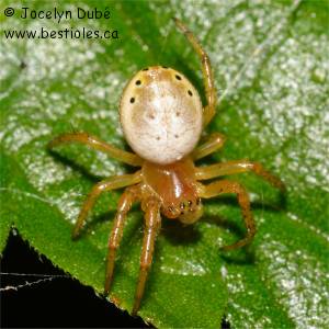 Araniella