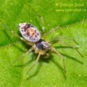Dictynid�s