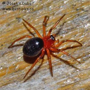 Erigoninae
