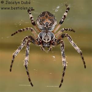 Larinioides