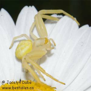 Araign�e crabe