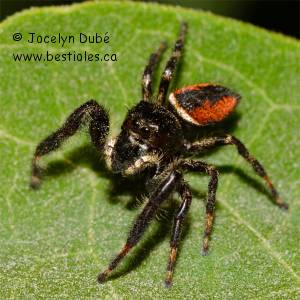 Phidippus