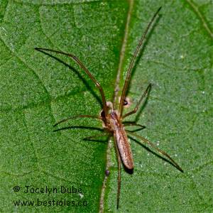 Tetragnathidae