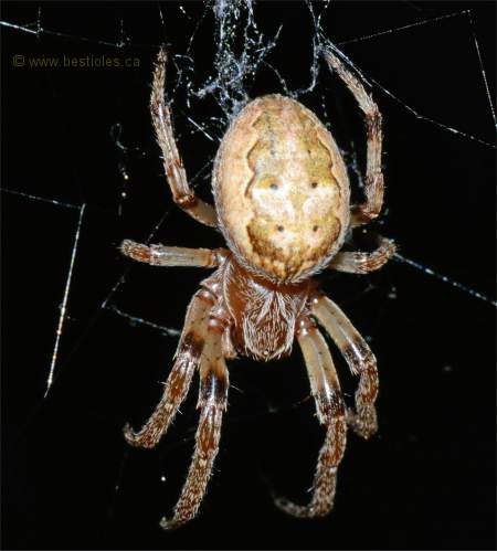 Photo de Larinioides sclopetarius