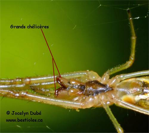 Chélicères de Tetragnathidae