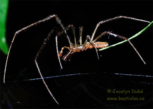 Photo d'araignée de la famille Tetragnathidae