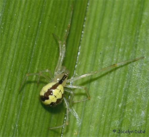 Theridion
