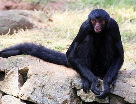 Photo d'atèle ou singe araignée