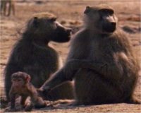 Photo de babouins