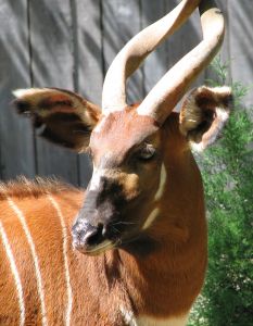 Photo de la tête d'un bongo