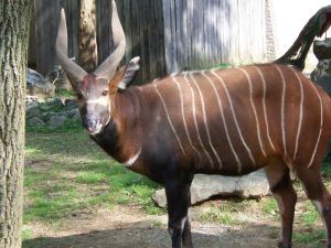 Photo d'un bongo