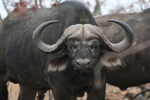 Photo d'un buffle du cap