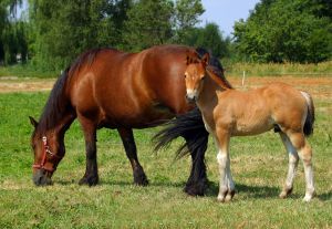 Photo d'un cheval et un poulain