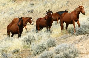 Photo de chevaux sauvages (mustang)