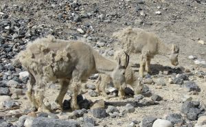 Photo de ch�vres de montagne