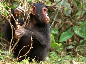 Photo de chimpanzé