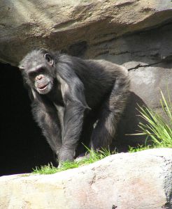 Photo d'un chimpanzé