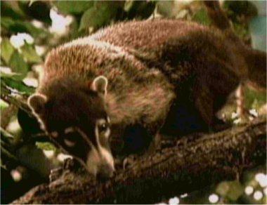 Photo d'un coati
