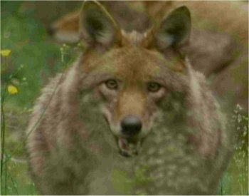 Photo de coyote vue de face