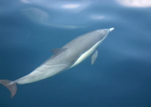 Photo de dauphin qui nage