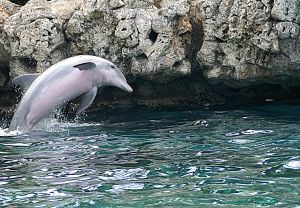 Photo d'un dauphin souffleur qui saute hors de l'eau