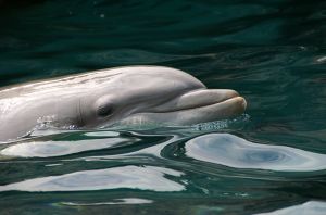 Photo d'un dauphin souffleur