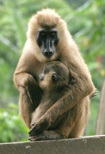 Photo d'un drill et son b�b�