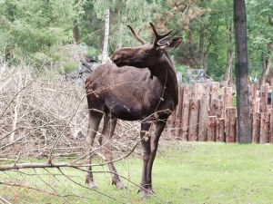 Photo d'orignal ou �lan