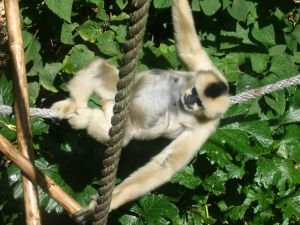 Photo d'un gibbon - femelle