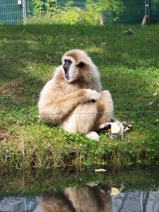 Photo d'un gibbon