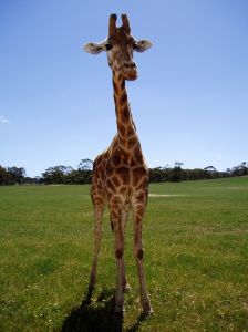 Photo d'un b�b� girafe - Girafon