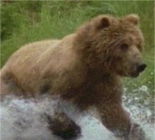 Photo de grizzly - Ours brun