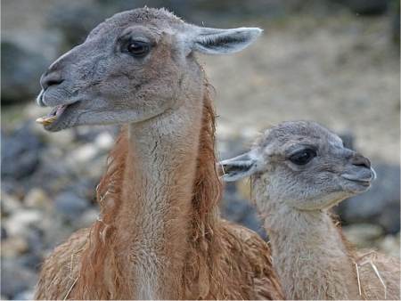 Photo de guanaco