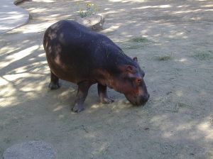 Photo d'un hippopotame