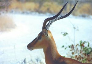 Photo d'impala