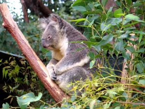 Photo d'un koala
