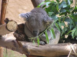 Photo de koala qui dort