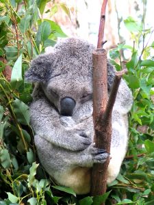Photo de koala