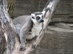 Photo de lémurien dans un arbre
