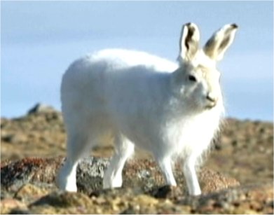 Photo d'un li�vre Arctique