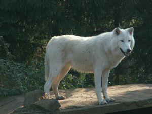 Photo d'un loup blanc